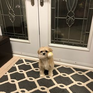 Meet your Posher, Veronica